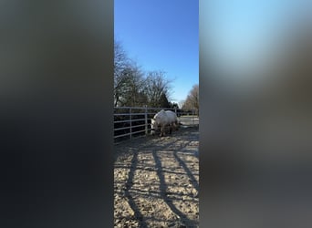 Tinker, Yegua, 5 años, 140 cm, Palomino