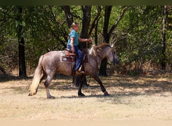 Tinker Mestizo, Yegua, 5 años, 142 cm, Tordo