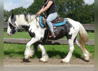 Tinker, Yegua, 5 años, 143 cm, Pío
