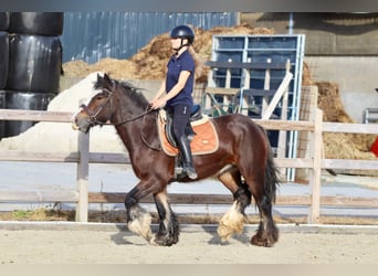 Tinker, Yegua, 5 años, 144 cm, Castaño