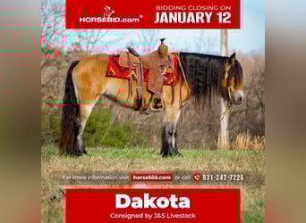 Tinker, Yegua, 5 años, 145 cm