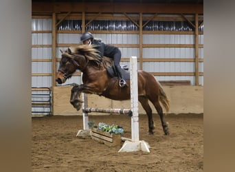Tinker, Yegua, 5 años, 147 cm, Castaño