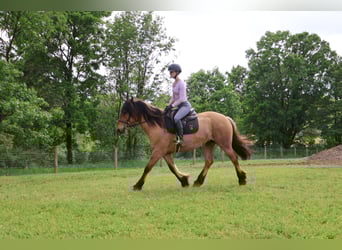 Tinker Mestizo, Yegua, 5 años, 150 cm, Bayo