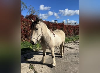 Tinker, Yegua, 5 años, 150 cm, Buckskin/Bayo