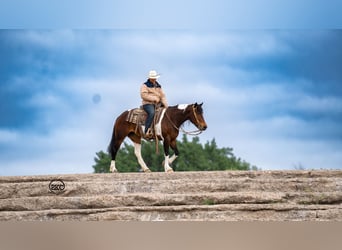 Tinker Mestizo, Yegua, 5 años, 150 cm, Castaño rojizo