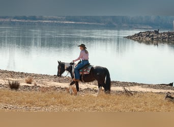 Tinker Mestizo, Yegua, 5 años, 150 cm, Pío