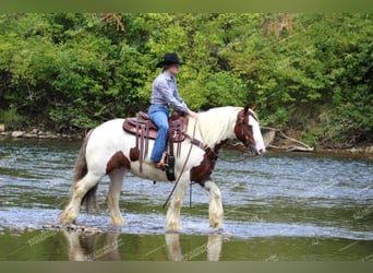 Tinker, Yegua, 5 años, 150 cm, Pío