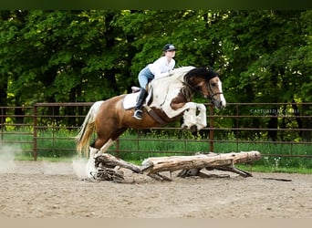 Tinker Mestizo, Yegua, 5 años, 155 cm