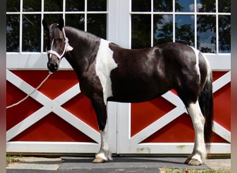 Tinker Mestizo, Yegua, 5 años, 155 cm
