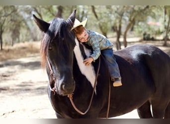 Tinker, Yegua, 5 años, 157 cm, Negro