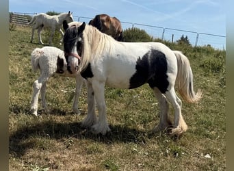 Tinker, Yegua, 6 años, 130 cm