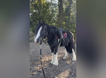Tinker, Yegua, 6 años, 130 cm, Negro