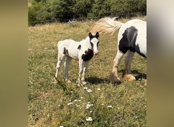 Tinker, Yegua, 6 años, 130 cm, Pío