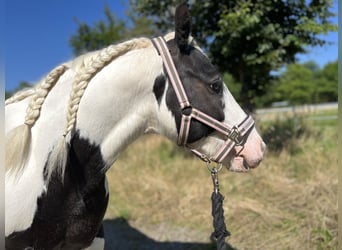 Tinker, Yegua, 6 años, 130 cm, Pío