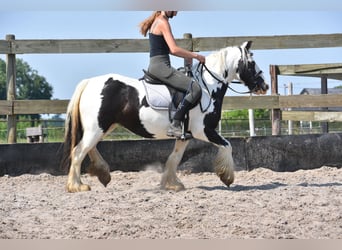 Tinker, Yegua, 6 años, 135 cm, Pío
