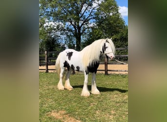 Tinker, Yegua, 6 años, 135 cm, Pío