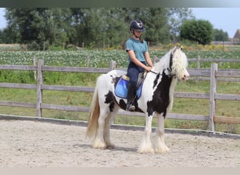 Tinker, Yegua, 6 años, 135 cm, Pío