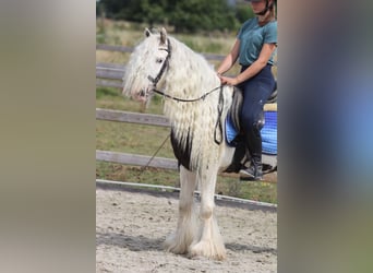 Tinker, Yegua, 6 años, 135 cm, Pío