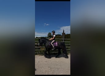 Tinker, Yegua, 6 años, 138 cm, Tordillo negro