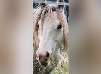 Tinker Mestizo, Yegua, 6 años, 140 cm, Tordo