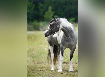 Tinker Mestizo, Yegua, 6 años, 145 cm, Ruano azulado