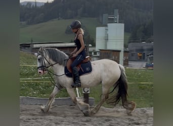 Tinker, Yegua, 6 años, 148 cm, Palomino
