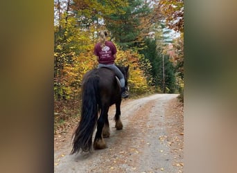 Tinker, Yegua, 6 años, 152 cm, Buckskin/Bayo