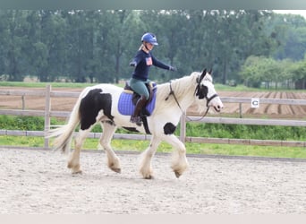 Tinker, Yegua, 6 años, 160 cm, Pío
