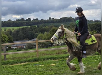 Tinker, Yegua, 6 años, Palomino