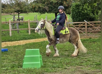 Tinker, Yegua, 6 años, Palomino