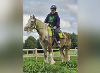 Tinker, Yegua, 6 años, Palomino