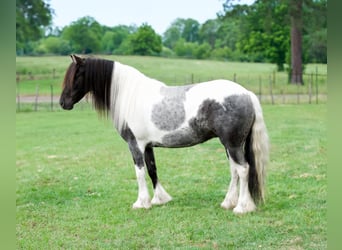 Tinker Mestizo, Yegua, 6 años, Pío