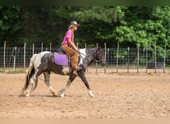 Tinker Mestizo, Yegua, 6 años, Pío