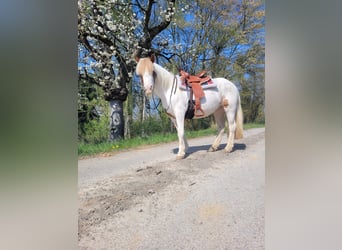 Tinker Mestizo, Yegua, 7 años, 125 cm, Pío
