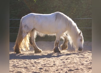 Tinker, Yegua, 7 años, 130 cm, Tordo