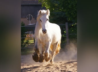Tinker, Yegua, 7 años, 130 cm, Tordo