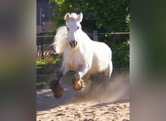 Tinker, Yegua, 7 años, 130 cm, Tordo