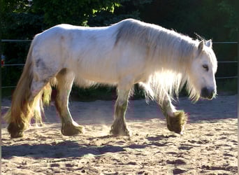 Tinker, Yegua, 7 años, 130 cm, Tordo