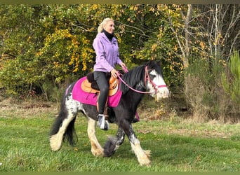 Tinker, Yegua, 7 años, 131 cm, Pío