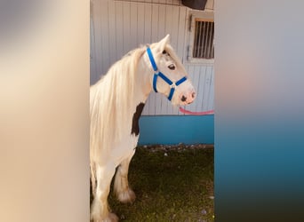 Tinker, Yegua, 7 años, 135 cm, Pío