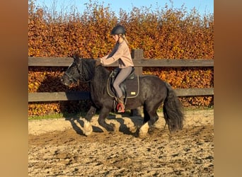 Tinker, Yegua, 7 años, 137 cm, Negro