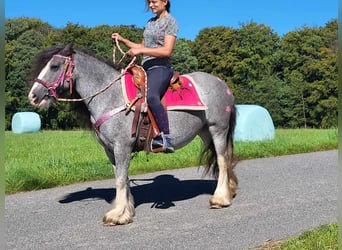 Tinker, Yegua, 7 años, 139 cm, Grullo