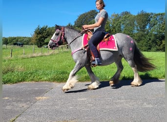 Tinker, Yegua, 7 años, 139 cm, Grullo