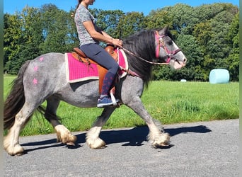 Tinker, Yegua, 7 años, 139 cm, Grullo