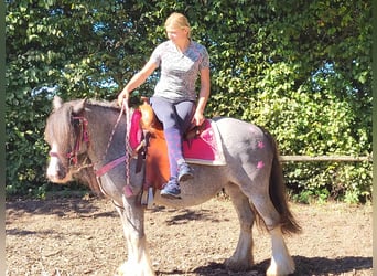 Tinker, Yegua, 7 años, 139 cm, Grullo