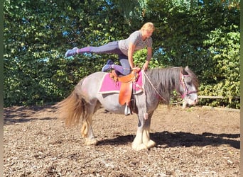 Tinker, Yegua, 7 años, 139 cm, Grullo