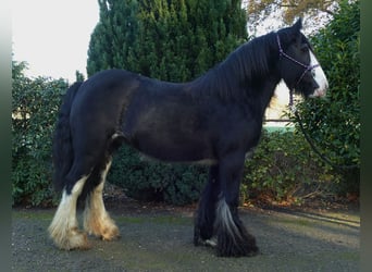 Tinker, Yegua, 7 años, 142 cm, Negro