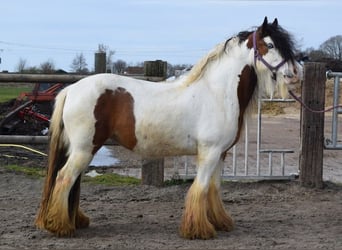 Tinker, Yegua, 7 años, 142 cm, Perla