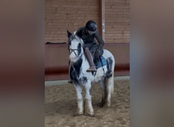 Tinker, Yegua, 7 años, 142 cm, Pío