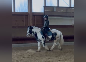 Tinker, Yegua, 7 años, 142 cm, Pío